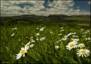 Daisy Days